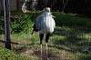 ueno_zoo_5577_mini.jpg