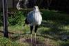 ueno_zoo_5578_mini.jpg