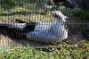 ueno_zoo_5579_mini.jpg