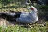 ueno_zoo_5580_mini.jpg