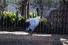ueno_zoo_5581_mini.jpg