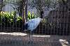 ueno_zoo_5583_mini.jpg
