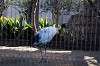 ueno_zoo_5584_mini.jpg