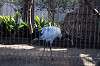 ueno_zoo_5585_mini.jpg