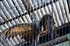 ueno_zoo_5587_mini.jpg