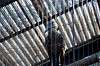 ueno_zoo_5594_mini.jpg