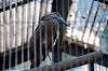 ueno_zoo_5595_mini.jpg