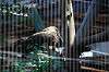 ueno_zoo_5596_mini.jpg