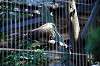 ueno_zoo_5597_mini.jpg