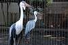 ueno_zoo_5598_mini.jpg