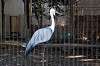 ueno_zoo_5600_mini.jpg