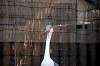 ueno_zoo_5602_mini.jpg