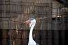 ueno_zoo_5604_mini.jpg
