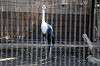 ueno_zoo_5605_mini.jpg