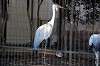 ueno_zoo_5606_mini.jpg