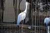 ueno_zoo_5607_mini.jpg
