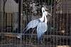 ueno_zoo_5608_mini.jpg