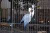 ueno_zoo_5609_mini.jpg