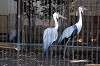 ueno_zoo_5612_mini.jpg