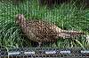 ueno_zoo_5613_mini.jpg