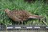 ueno_zoo_5615_mini.jpg