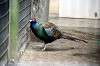 ueno_zoo_5616_mini.jpg