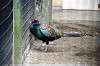 ueno_zoo_5617_mini.jpg
