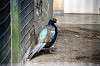 ueno_zoo_5618_mini.jpg