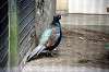 ueno_zoo_5619_mini.jpg