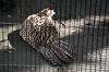 ueno_zoo_5620_mini.jpg