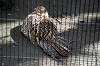 ueno_zoo_5621_mini.jpg