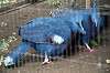 ueno_zoo_5622_mini.jpg