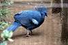 ueno_zoo_5623_mini.jpg