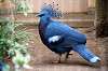 ueno_zoo_5624_mini.jpg