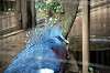 ueno_zoo_5625_mini.jpg
