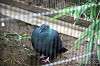 ueno_zoo_5627_mini.jpg