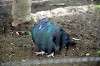 ueno_zoo_5629_mini.jpg