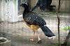 ueno_zoo_5631_mini.jpg