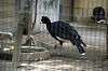 ueno_zoo_5632_mini.jpg