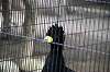 ueno_zoo_5633_mini.jpg