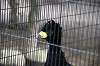ueno_zoo_5634_mini.jpg