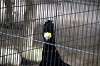 ueno_zoo_5635_mini.jpg