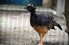 ueno_zoo_5636_mini.jpg