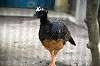 ueno_zoo_5637_mini.jpg