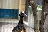 ueno_zoo_5639_mini.jpg