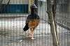 ueno_zoo_5640_mini.jpg