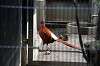 ueno_zoo_5641_mini.jpg