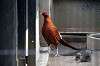 ueno_zoo_5642_mini.jpg