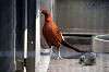 ueno_zoo_5644_mini.jpg
