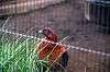 ueno_zoo_5645_mini.jpg